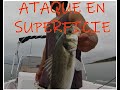 LUBINA a SPINNING LIGERO en SUPERFICIE ✅ -JORNADA de Finales de AGOSTO 🐟entretenida🐟