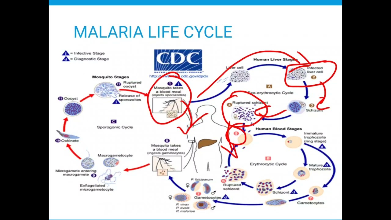 MALARIA LIFE CYCLE