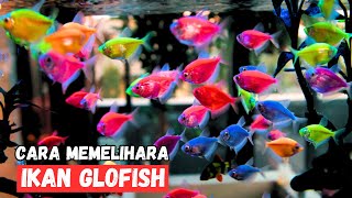 Jenis Ikan Hias Air Tawar Glofish Yang Bisa Mempercantik Aquarium