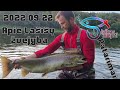 #32 Lašišų žvejyba - Apie lašišų žvejybą ir kaip pagauti lašišą spiningu. Neries upė