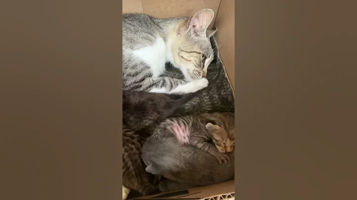 Watch the video about Kittens #kitten #cat #funnycats #cute #catlovers #munchkinfold #cats #funny #animals #cutecat