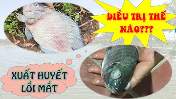 HanvetTV 💥 ĐIỀU TRỊ BỆNH LỒI MẮT TRÊN CÁ RÔ PHI 💥