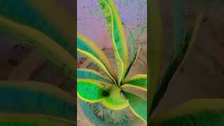 #snake plant care tips #snakeplantllp #viralshort