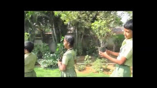 plant more trees