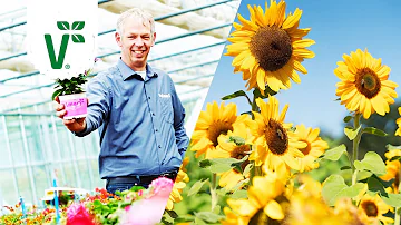 Soll man Sonnenblumen anschneiden?