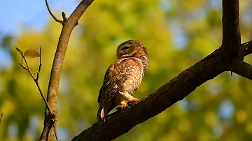 Spotted owl call