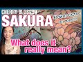 Cherry blossom sakura and its meaning in japan  flower tattoos and samurai