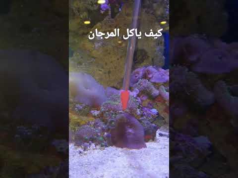سبحان الله عالم البحار كيف يطعم المرجان