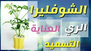 اكثار الشفليرا و كيفية العناية  Schefflera