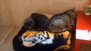 #729 Россия Санкт Петербург Видео от Нинули Любителям пушистых комочков #729 Россия Санкт Петербург Видео от Нинули Любителям пушистых комочков