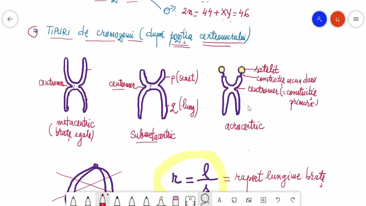 Genetica umană- Cariotipul uman normal