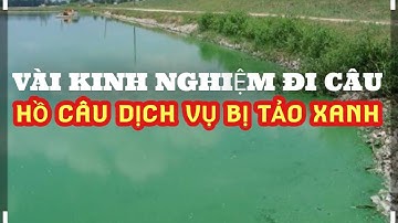 KINH NGHIỆM CÂU CÁ HỒ DỊCH VỤ BỊ TẢO XANH DÀY ĐẶC