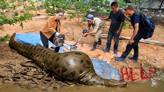 Download Lagu Female Hunter Uses Chainsaw to Confront Pregnant Python | What the hell did that python eat? MP3 Download Lagu Female Hunter Uses Chainsaw to Confront Pregnant Python | What the hell did that python eat? MP3