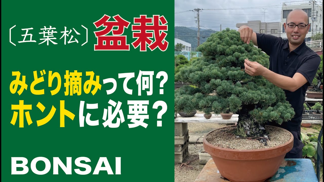 魔女の棲む森～Pinus lambertiana～】ドライフラワー 松ぼっくり