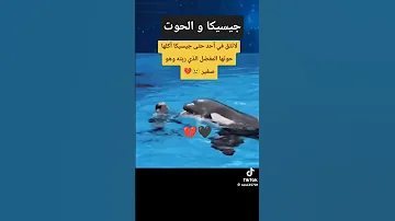 جيسيكا و الدلفين جيسيكا و الدلفين كيف أكلها جيسيكا الفيديو الاصلي جيسيكا و حوت الاوركا 
