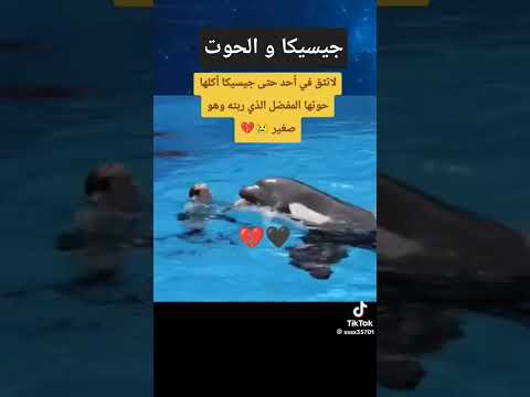 جيسيكا و الدلفين جيسيكا و الدلفين كيف أكلها جيسيكا الفيديو الاصلي جيسيكا و حوت الاوركا