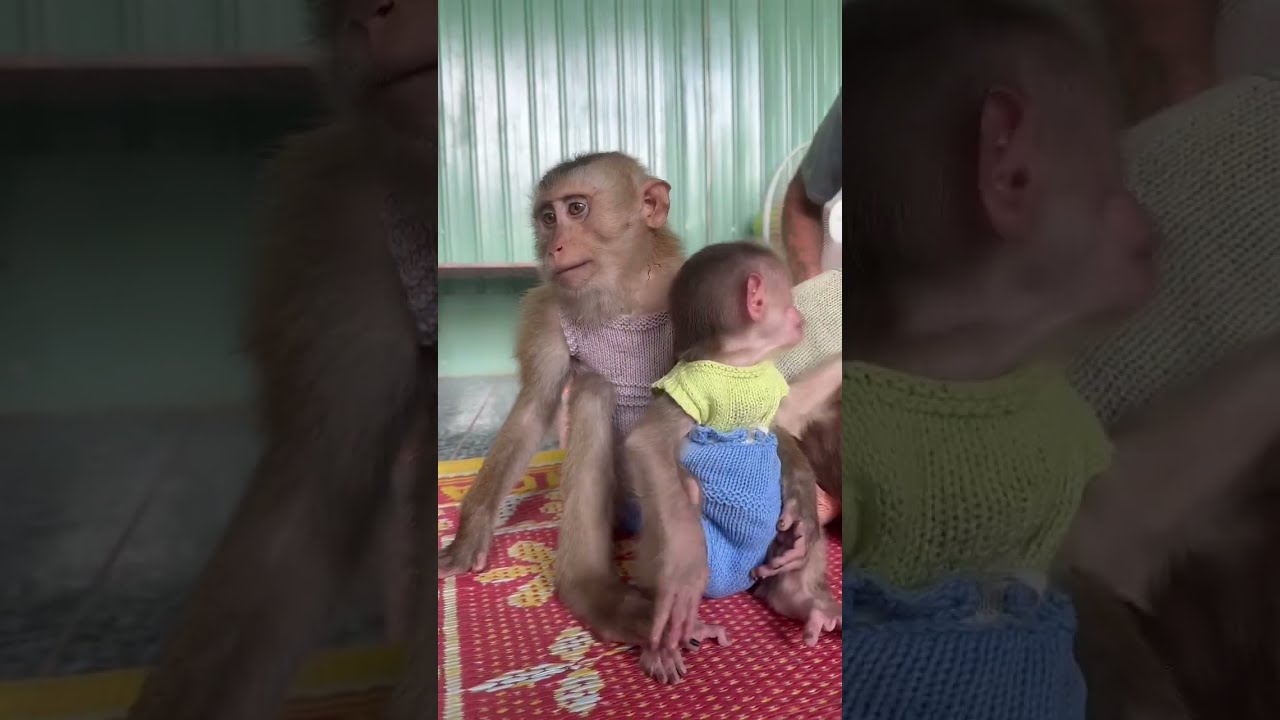 Baby Theo thanks grandpa for loving monkey baby 