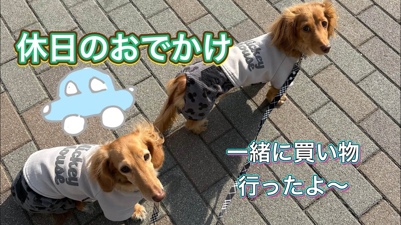 わんこ達と一緒にお出かけしたぞー！【カニヘンダックスフント】