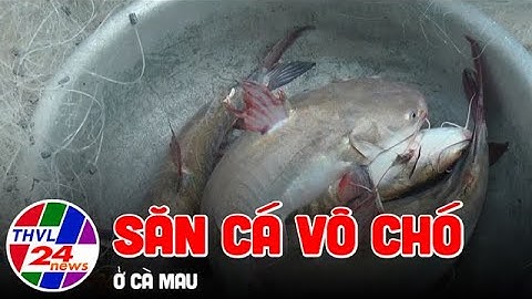 Săn cá vồ chó ở Cà Mau