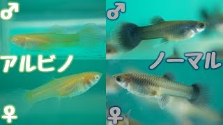 【選別】生き残った2匹のアルビノは、オスとメスだった。貴重だぜ！【ふぶきテトラ】