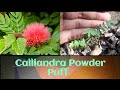 पाउडर पफ़ को बीज से उगाएं Powder Puff / Calliandra Flower Plant Grow from Seed !    **with updates**