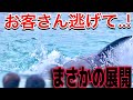 危険なほどの可愛さ注意! 鴨川シーワールド シャチ ララ