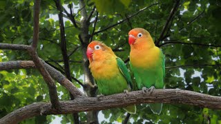 Nature Sounds  Forest Bird Sounds, Soothing Bird Sounds for Relaxation