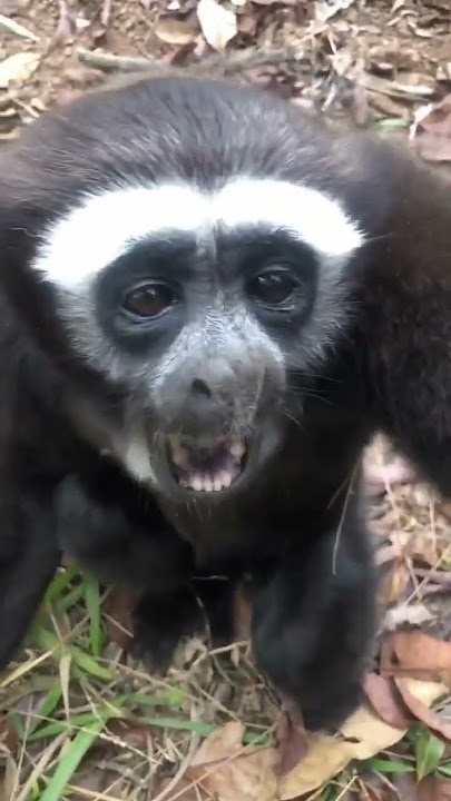 Suara Siamang #suarahewan