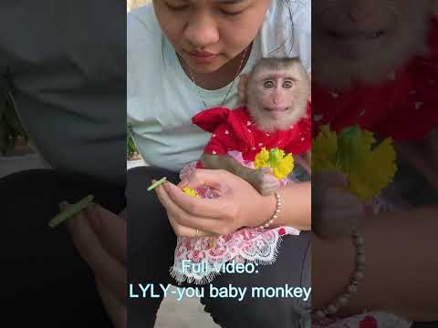 LyLy Monkey loves flowers #shorts #monkey #monkey Lyly #smart monkey #cute #babymonkey#