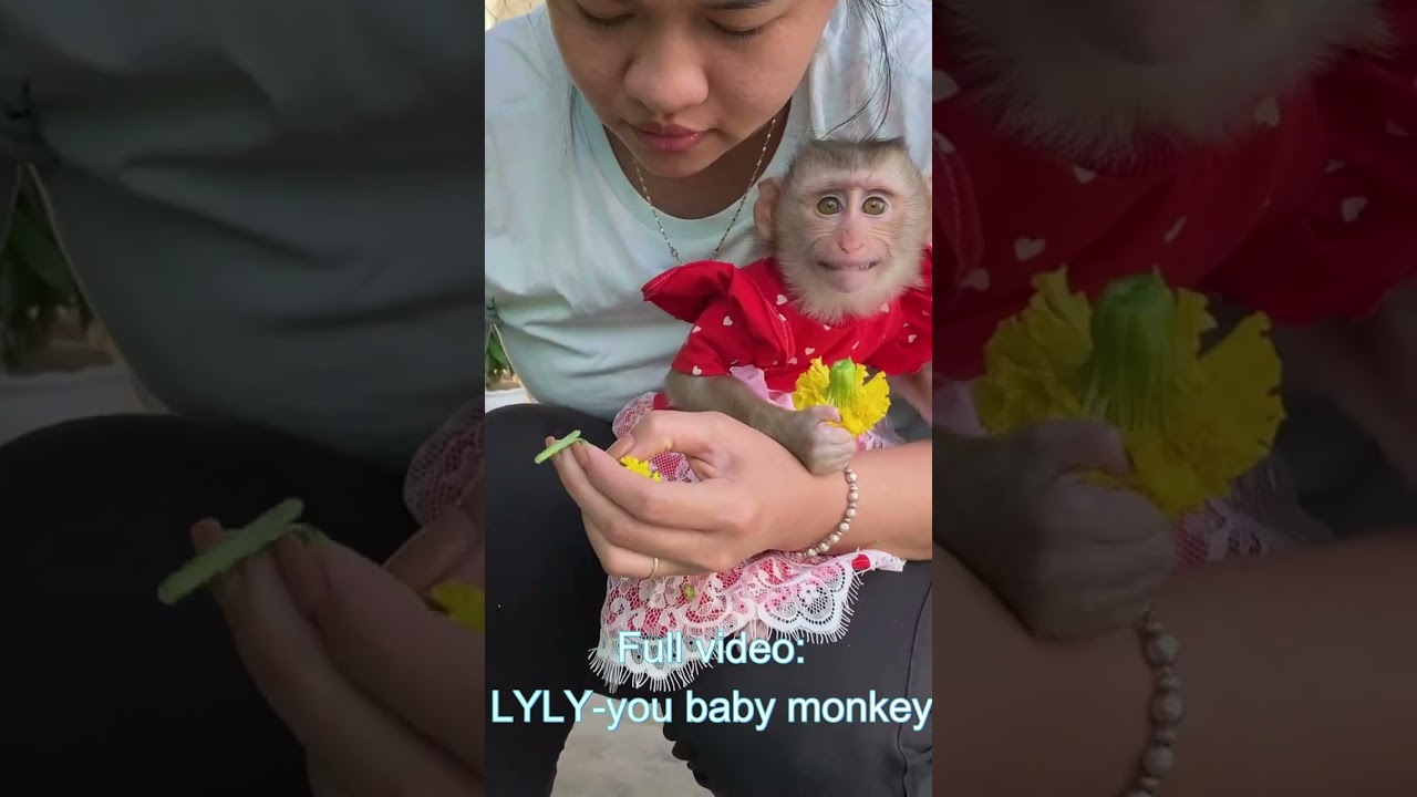 LyLy Monkey loves flowers 