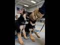 Protection German shepherd puppies training #k9 #germanshepherd #puppy #dog #dogshorts #viral