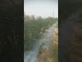 ऑर्गेनिक हरी मिर्च की तुड़ाई शुरू