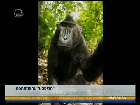 მაიმუნის „სელფი“ - ვის ეკუთვნის საავტორო უფლებები?