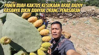 Download Lagu PANEN BUAH KAKTUS MAKAN LANGSUNG DI KEBUNNYA DI ARAB MP3 Download Lagu PANEN BUAH KAKTUS MAKAN LANGSUNG DI KEBUNNYA DI ARAB MP3