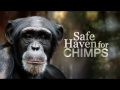 Safe haven for chimps - Nature of things