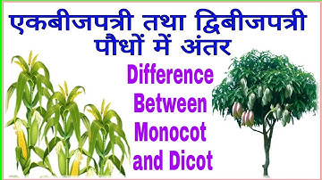 एकबीजपत्री तथा द्विबीजपत्री पौधों में अंतर | Difference between Monocotyledonous and Dicotyledonous
