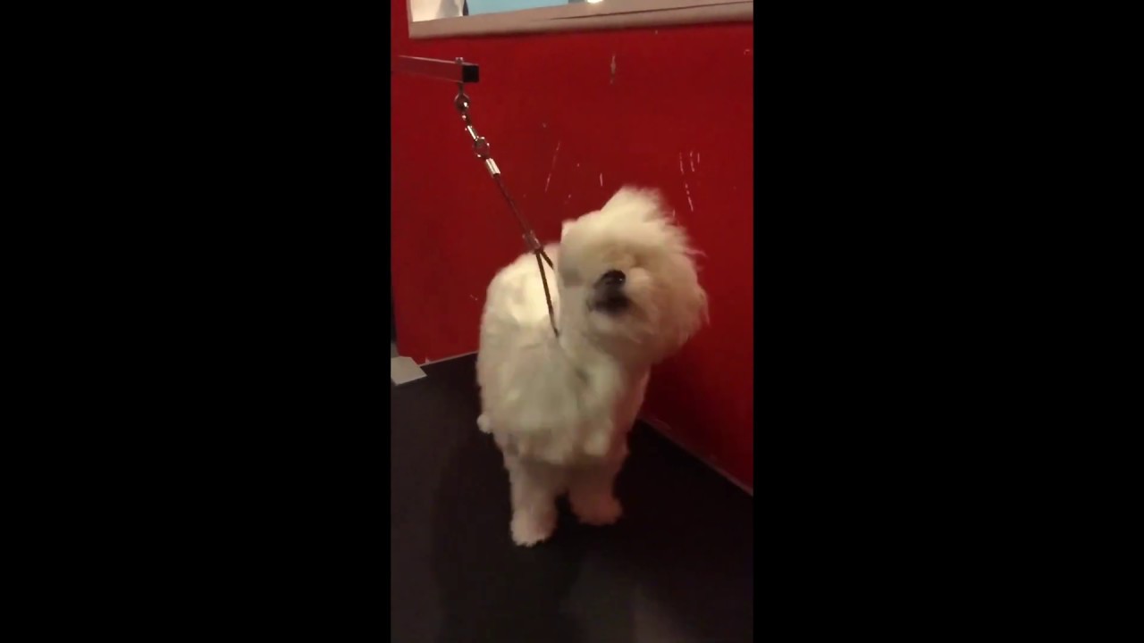 Dog Grooming Williamsburg, FL Cute Dog Blow Dry Slow Motion Dog Just