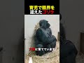 育児で限界を迎えたゴリラ