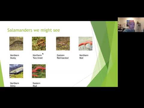 Introduction to PA Amphibians and Reptiles - YouTube