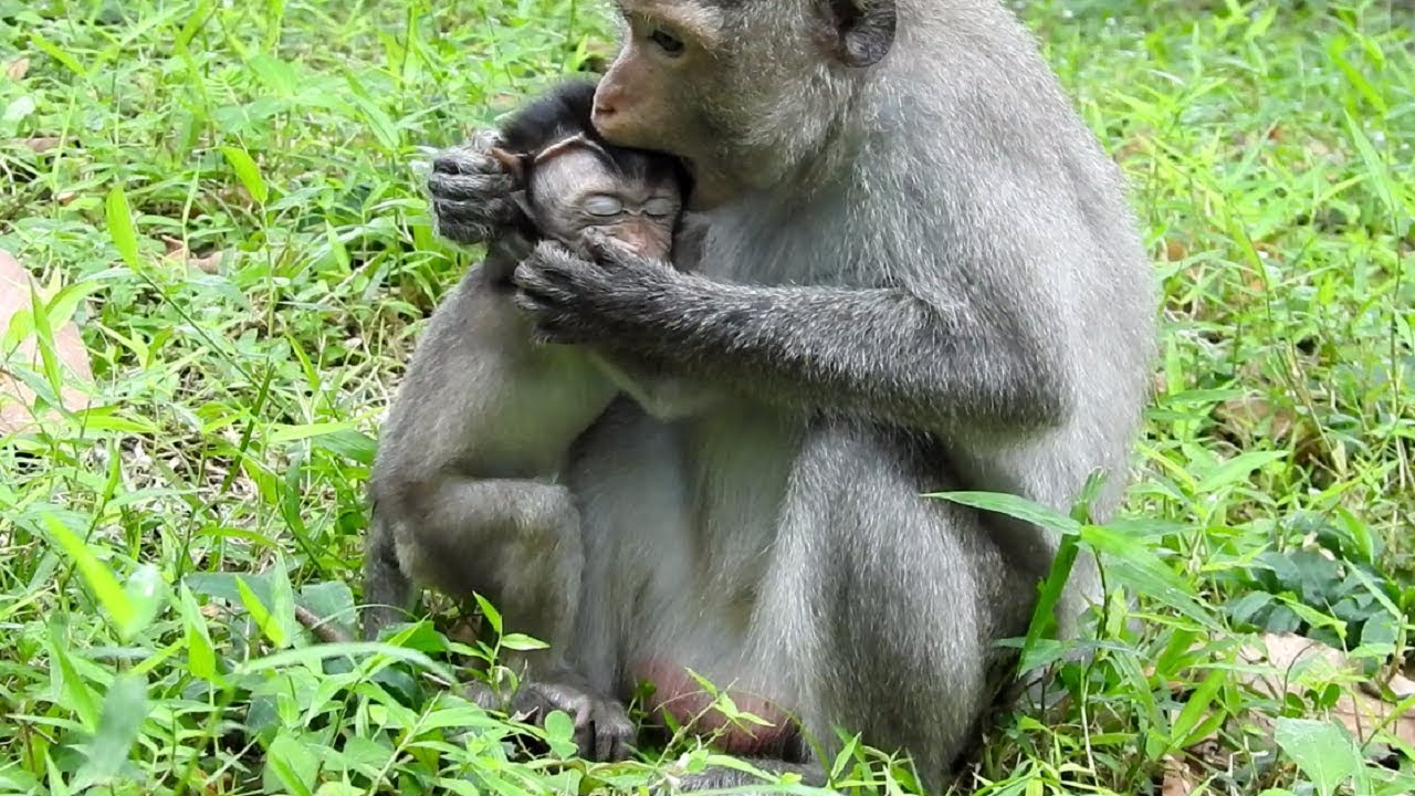 Mama Monkey Bite Baby Cos Angry ST957 Mono Monkey YouTube