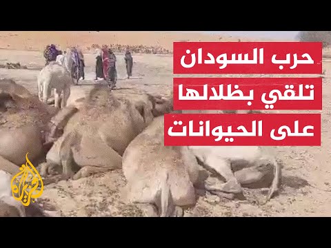 مقتل رعاة ونفوق مئات الإبل بسبب غارات جوية في دارفور