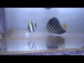 ヒレナガハギ若魚