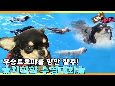 [TV 동물농장 레전드] ’치와와 수영계의 기대주, 몽이!’ 풀버전 다시보기 I TV동물농장 (Animal Farm) | SBS Story