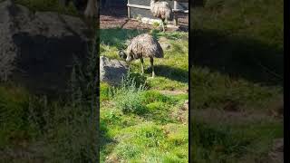 Look at the ostriches.
