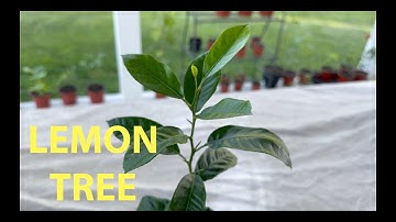 Lemon Tree Bonsai from Seed A - Intro July 2023 #bonsai #lemon #citrus