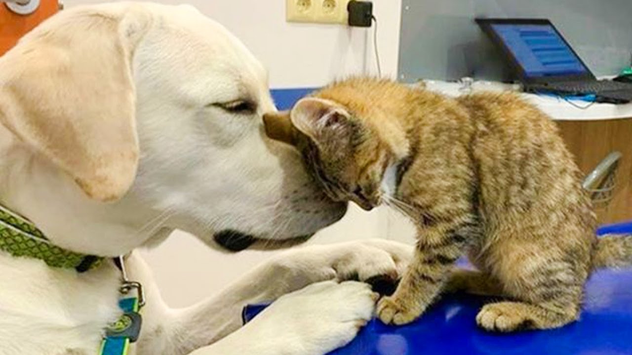 5 Amazing Cats and Dogs Friendships