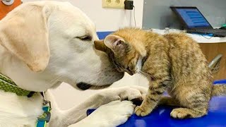 Dog's Friendship With Their Kitten Is The Purest Thing Ever  CATS AND DOGS Awesome Friendship