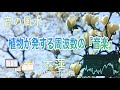 【魂の覚醒・金運・成長発展・生命力・人間関係・528 Hz】天に向かって咲く高潔な『木蓮』による演奏「音の風水」♪（Part 47）