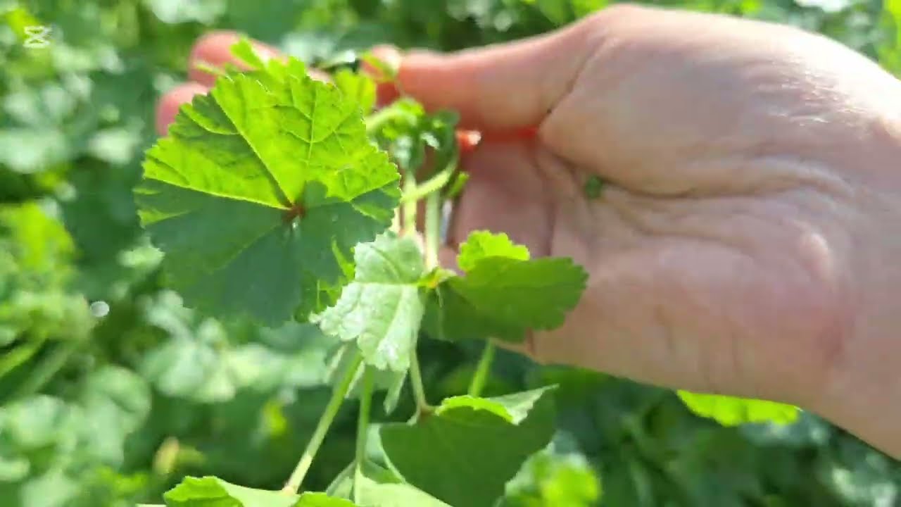 Doğada Yenilen yabani otlardan Ebegümeci otu faydalı şifalı bitki