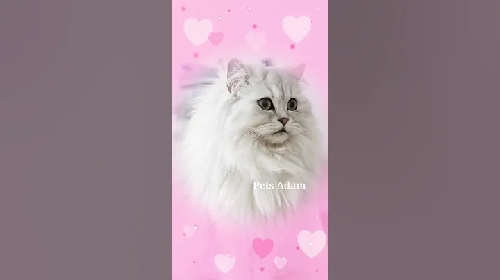 Video 540171: cat chinchilla, pets love animal